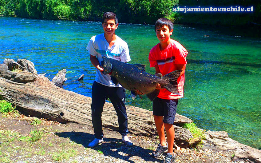 Cabañas Los Canelos – Pucón