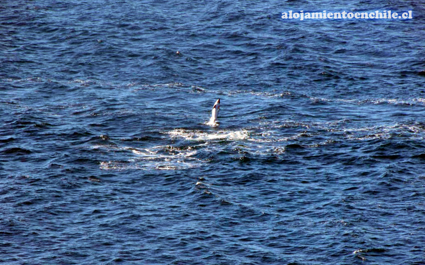 Parque Hostal Los Cahueles de Quicavi – Isla de Chiloé
